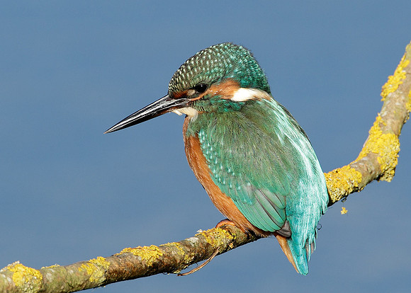 Kingfisher Alcedo atthis