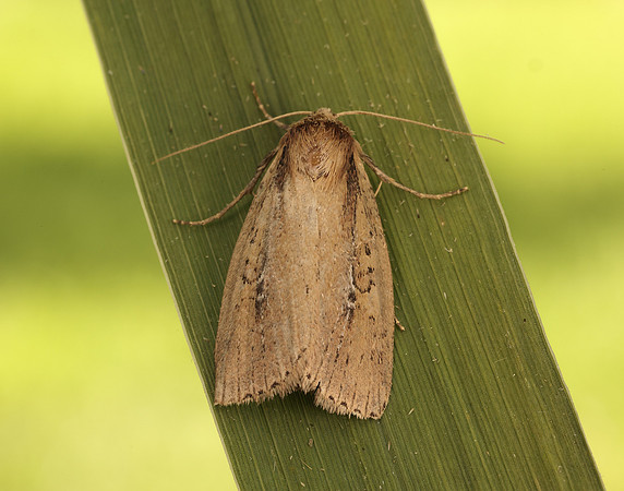 73.141 BF2371 Brown-veined Wainscot Archanara dissoluta
