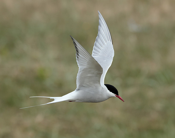 Arctic Tern Sterna paradisaea