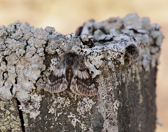 70.249 BF1929 Rannoch Brindled Beauty Lycia lapponaria