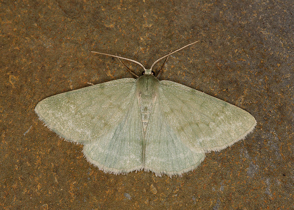 70.297 BF1665 Grass Emerald Pseudoterpna pruinata