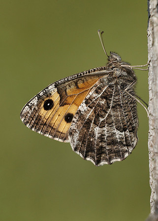 Grayling Hipparchia semele