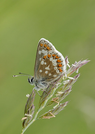 Northern Brown Argus Aricia artaxerxes artaxerxes