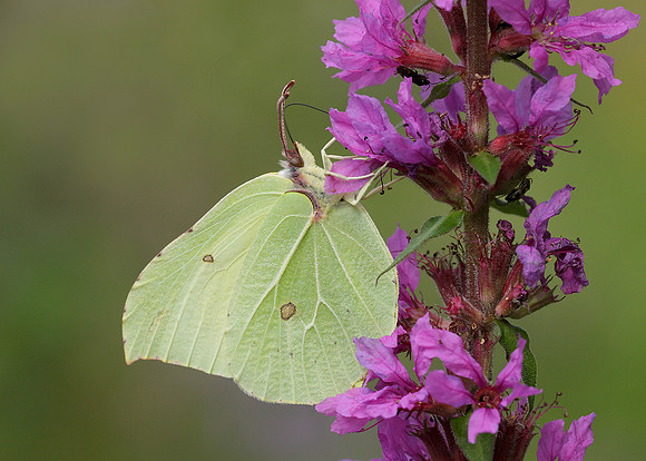 Brimstone Gonepteryx rhamni