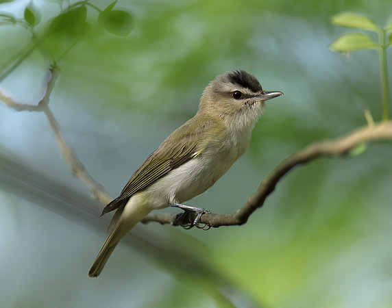 Red-eyed Vireo Vireo olivaceus