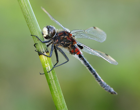 White-faced Darter Leucorrhinia dubia