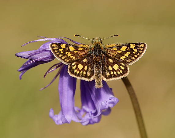 Chequered Skipper Carterocephalus palaemon