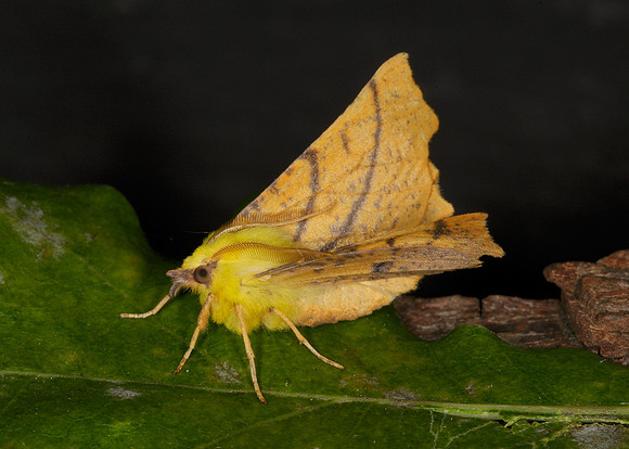 70.234 BF1913 Canary-shouldered Thorn Ennomos alniaria