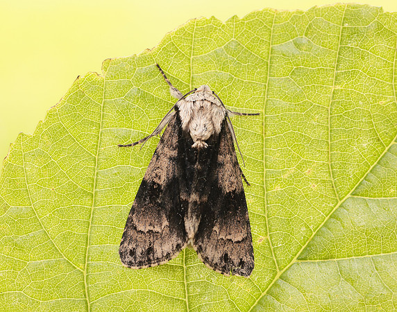 73.036 BF2281 Alder Moth Acronicta alni