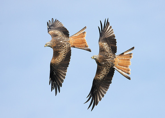 Red Kite Milvus milvus