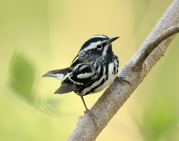 Black & White Warbler Mniotilta varia