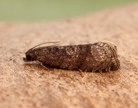 49.357 BF1247 Plum Fruit Moth Grapholita funebrana
