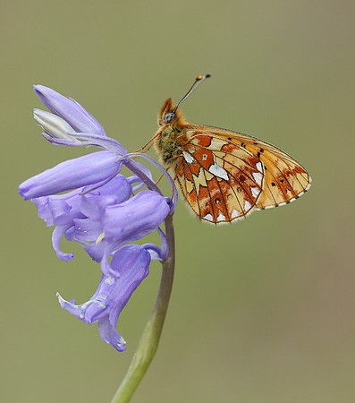 Pearl-Bordered Fritillary Boloria euphrosyne