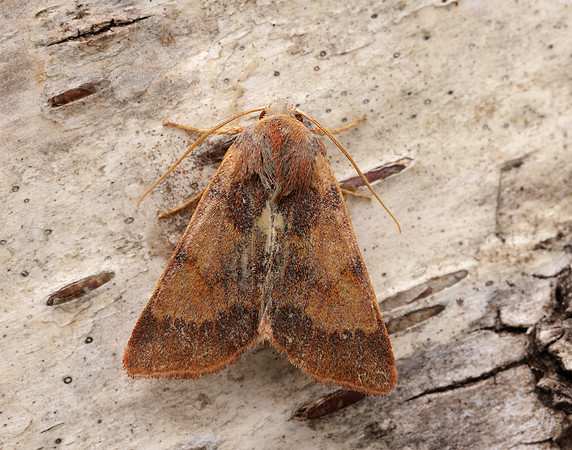 73.188 BF2265 Flounced Chestnut Agrochola helvola