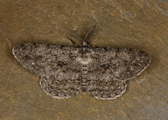 70.267 BF1943 Great Oak Beauty Hypomecis roboraria