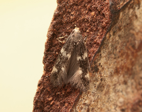 38.030 BF601 Elachista albifrontella