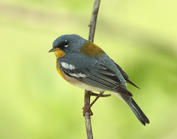 Northern Parula