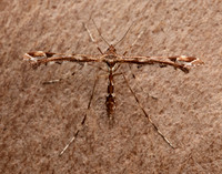 45.010 BF1497 Beautiful Plume Amblyptilia acanthadactyla