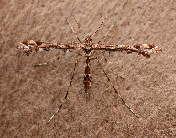 45.010 BF1497 Beautiful Plume Amblyptilia acanthadactyla