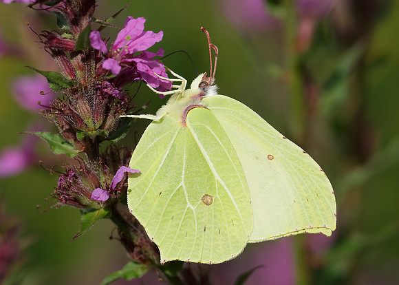 Brimstone Gonepteryx rhamni