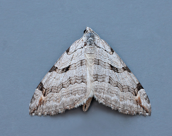 70.192 BF1867 Treble-bar Aplocera plagiata