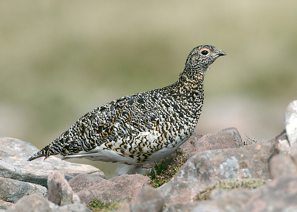 Ptarmigan Lagopus mutus