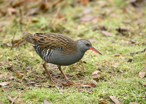 Water Rail Rallus aquaticus