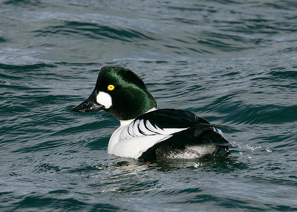 Goldeneye Bucephala clangula
