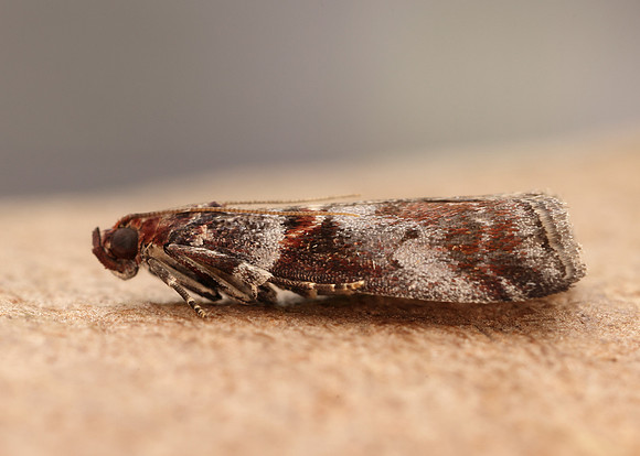 62.035 BF1439 Acrobasis advenella
