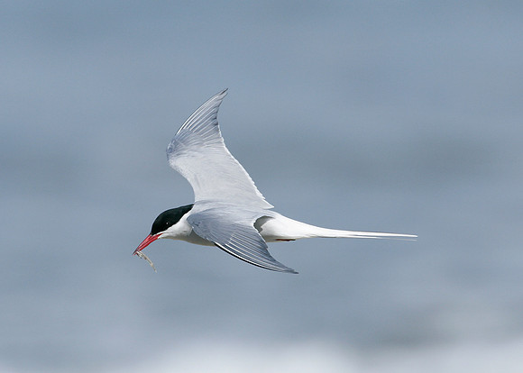 Arctic Tern Sterna paradisaea