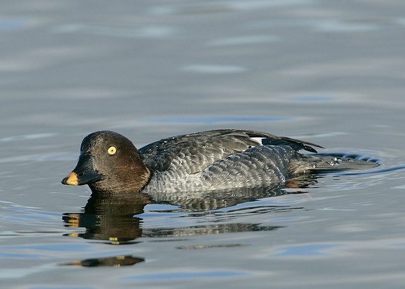Goldeneye Bucephala clangula