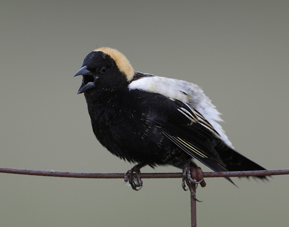 Bobolink Dolichonyx oryzivorus