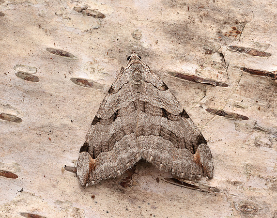 70.192 BF1867 Treble-bar Aplocera plagiata
