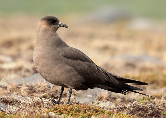 Arctic Skua Stercorarius parasiticus