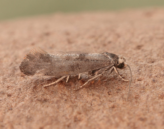 16.017 BF438 Swammerdamia pyrella