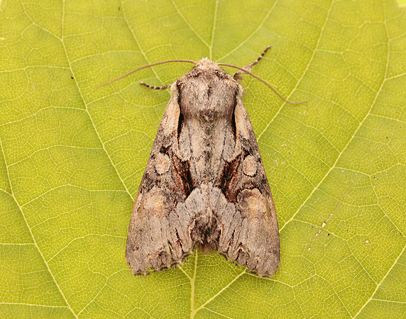 73.263 BF2157 Light Brocade Lacanobia w-latinum