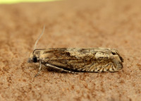 49.266 BF1200 Eucosma hohenwartiana