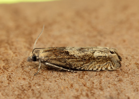 49.266 BF1200 Eucosma hohenwartiana