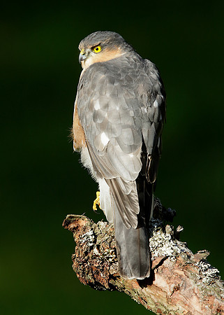 Sparrowhawk Accipiter nisus