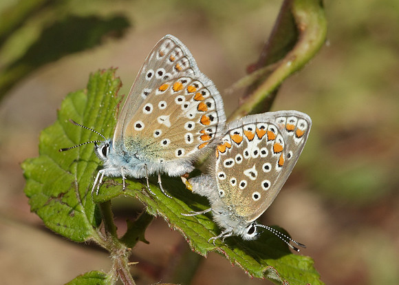 Common Blue Polyommatus icarus