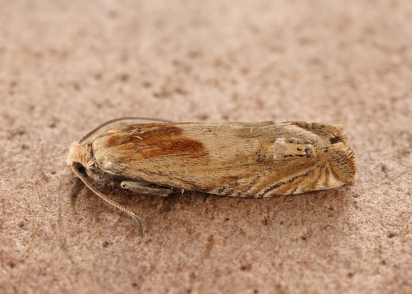 49.265 BF1201 Eucosma cana