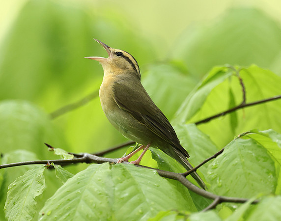 Worm-eating Warbler Helmitheros vermivorum