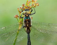 Northern Emerald Somatochlora arctica