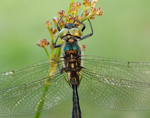 Northern Emerald Somatochlora arctica