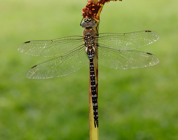 Migarnt Hawker Aeshna mixta