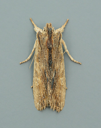 73.200 2235 Tawny Pinion Lithophane semibrunnea
