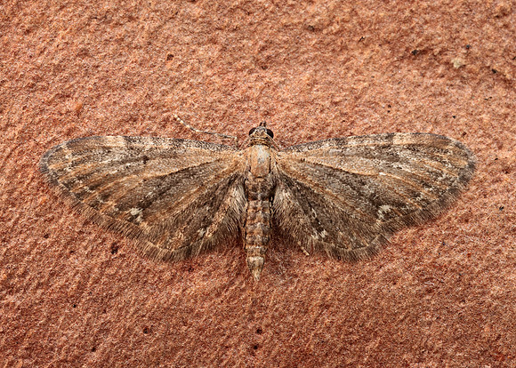 70.183 BF1834 Common Pug Eupithecia vulgata