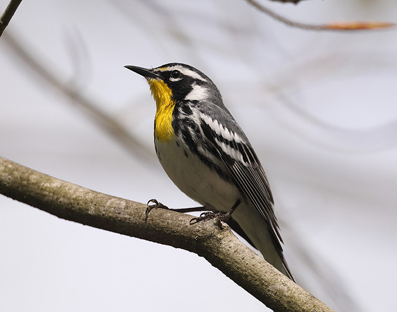 Yellow-throated Warbler  Setophaga dominica
