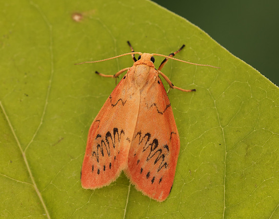 72.035 BF2037 Rosy Footman Miltochrista miniata