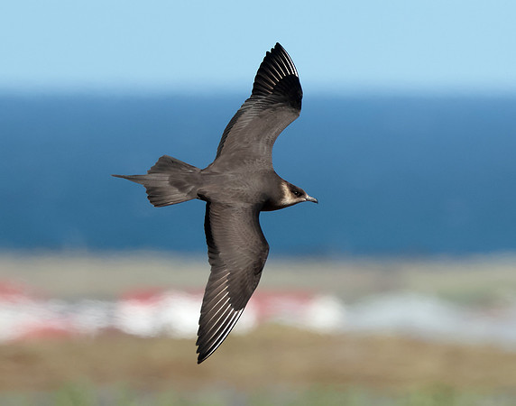 Arctic Skua Stercorarius parasiticus